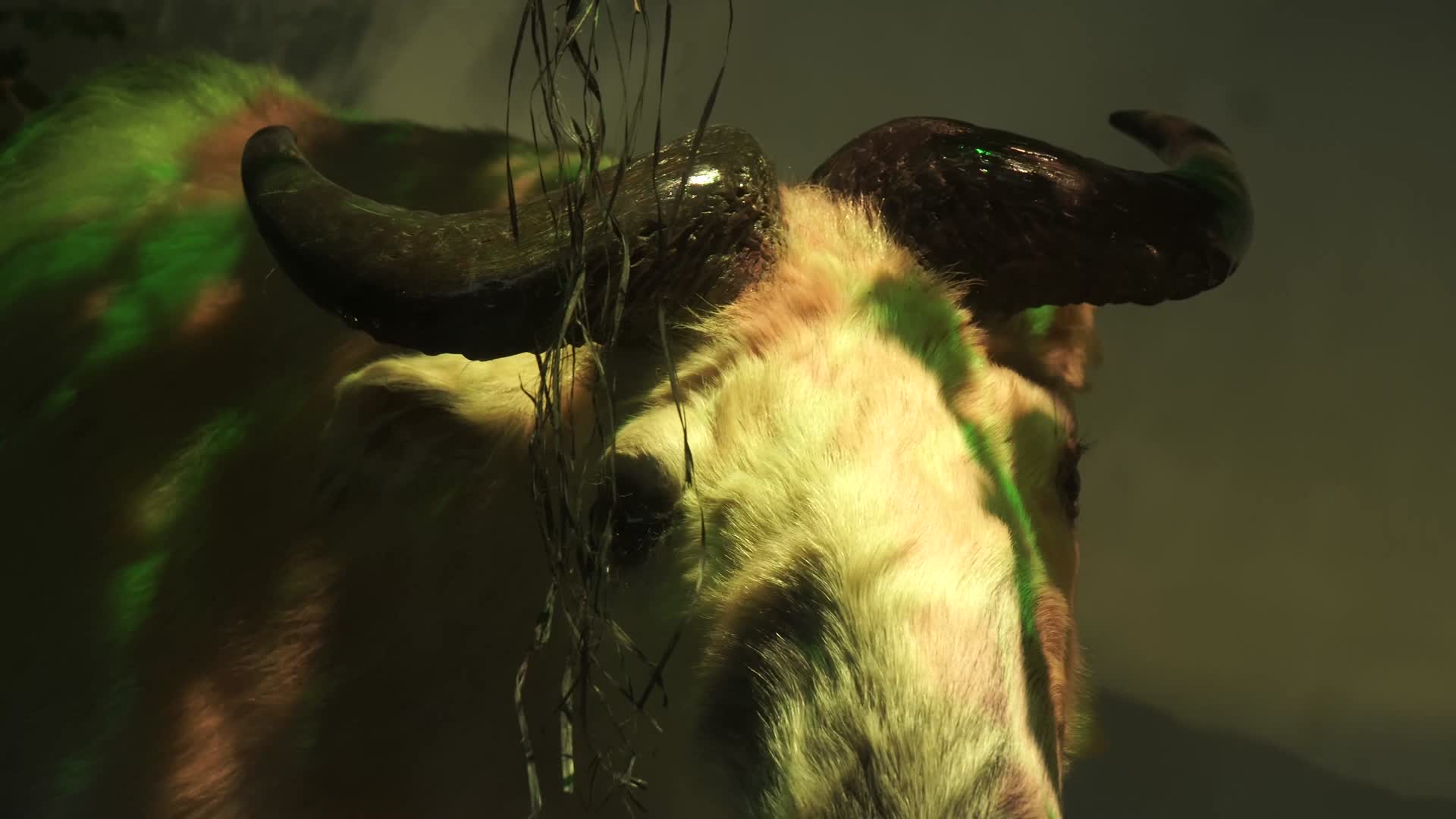 偶蹄动物山羊鹿骡子马驴标本视频的预览图