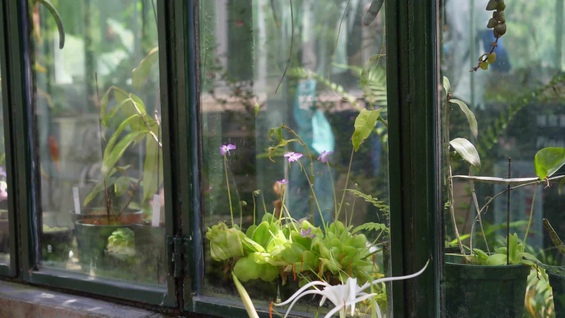 亲子养花种花种植花房阳光房视频的预览图