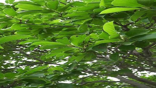 植物树木树荫旋转大自然视频的预览图