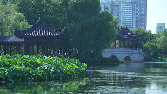 武汉武昌区沙湖公园4K视频视频的预览图