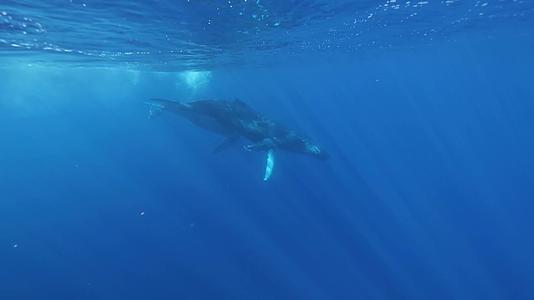 鲸鱼游动唯美光线水下拍摄视频的预览图