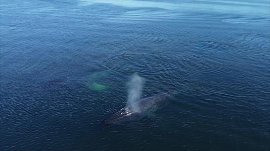 鲸鱼换气喷水航拍视频的预览图