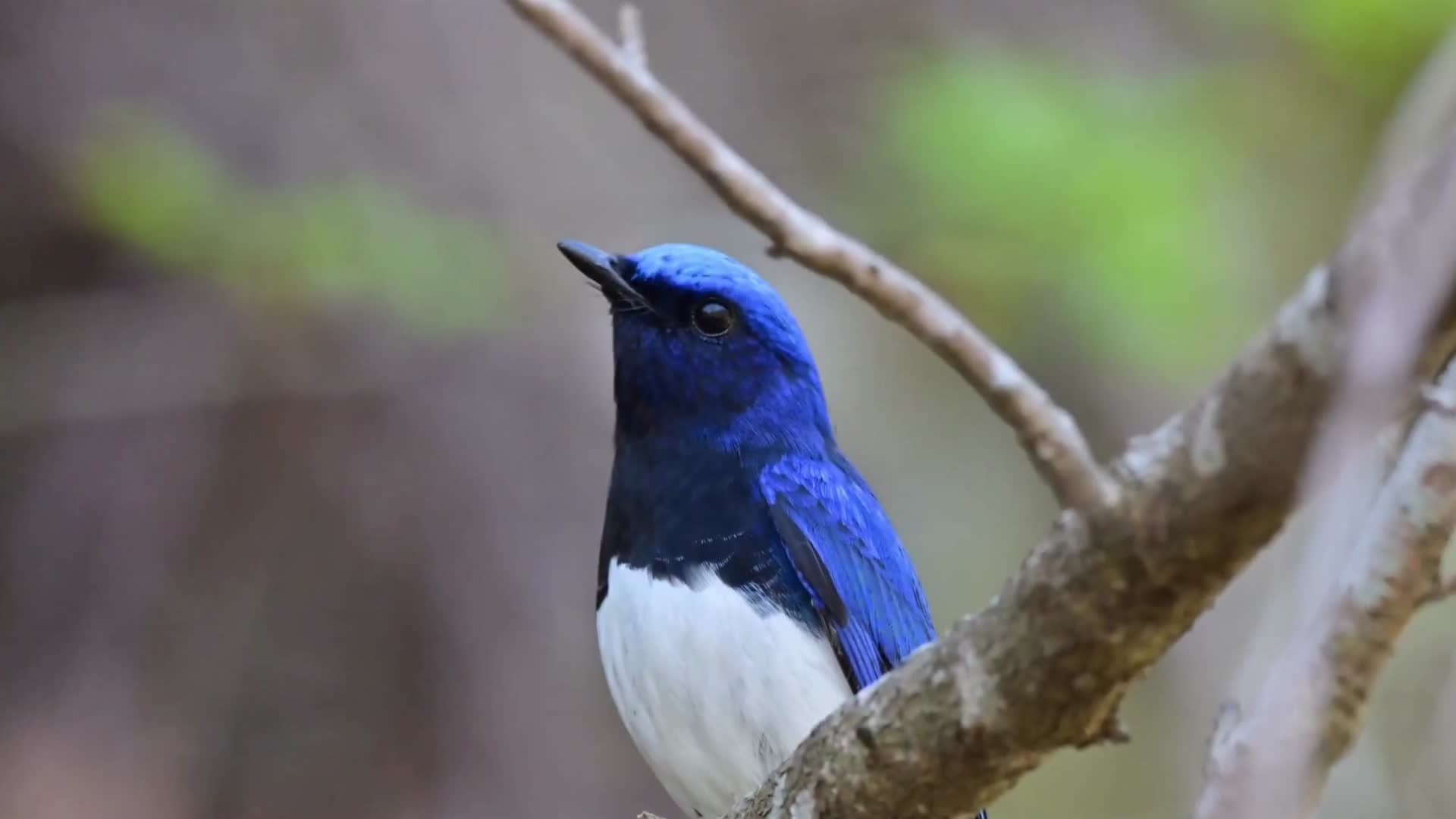 森林枝头上蓝色小鸟视频的预览图