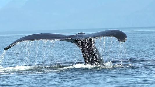 鲸鱼跃出海面换气视频的预览图