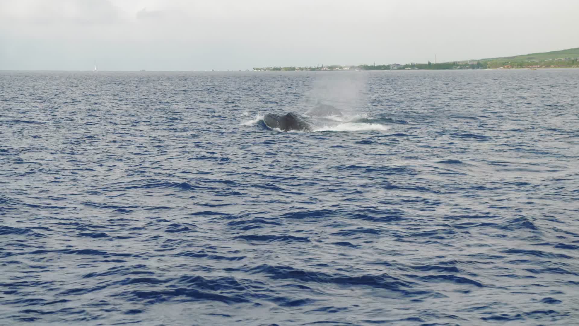 鲸鱼游动多角度合集视频的预览图