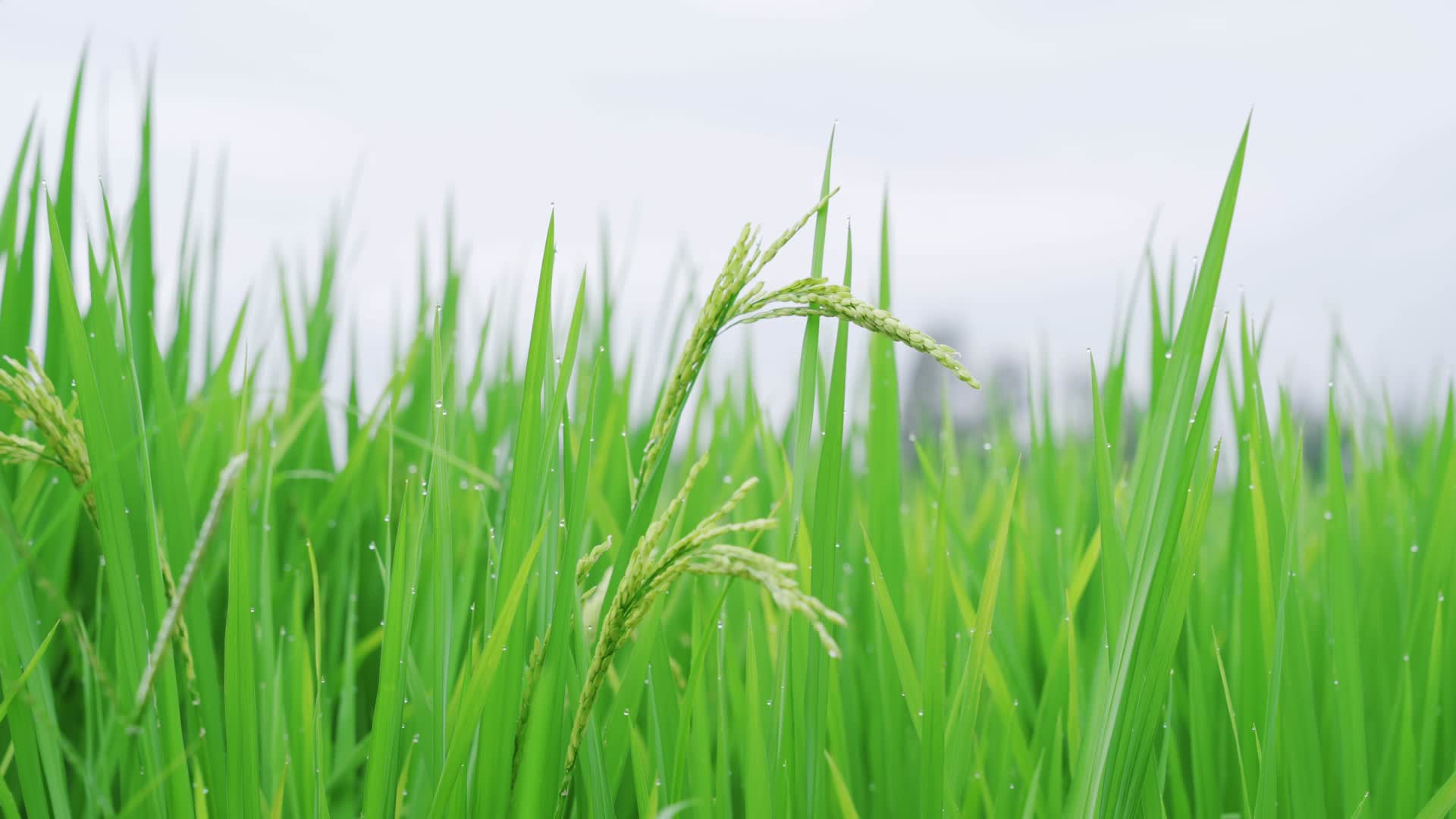 4K夏季暴雨后的水稻视频的预览图