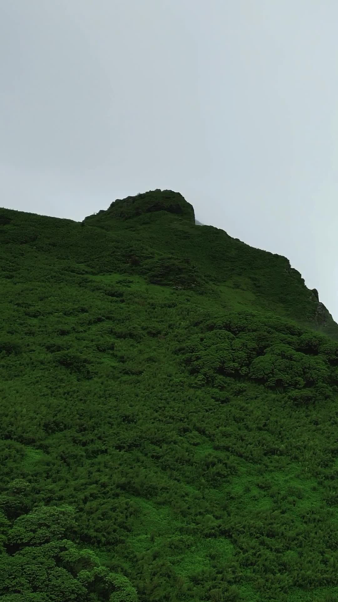 航拍湖北神农架5A景区神农谷云雾缭绕视频的预览图