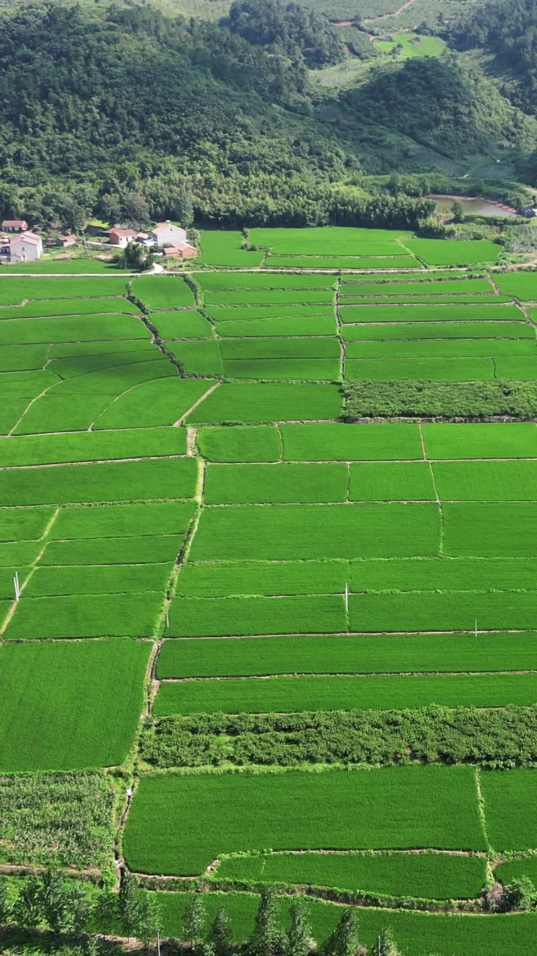 航拍农业种植风吹稻香视频的预览图