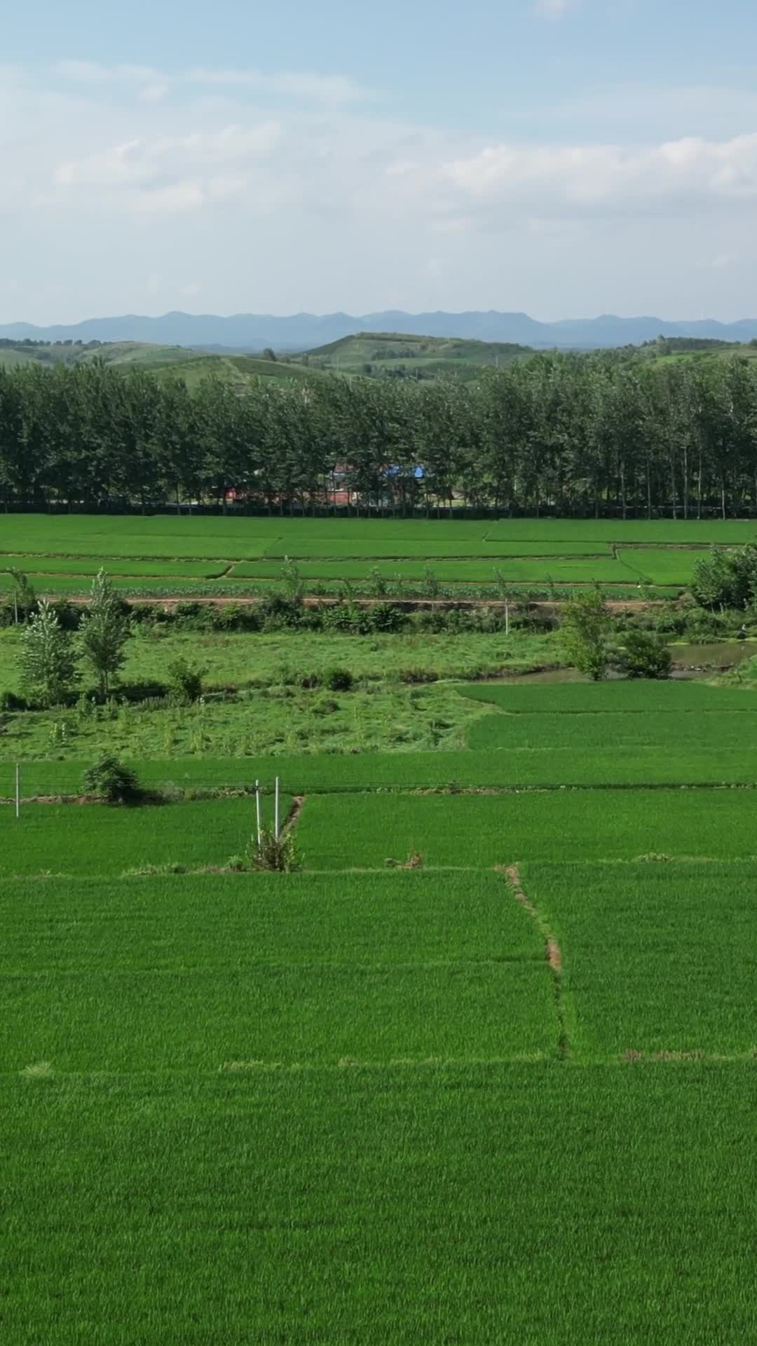 航拍农业种植稻田保护区视频的预览图