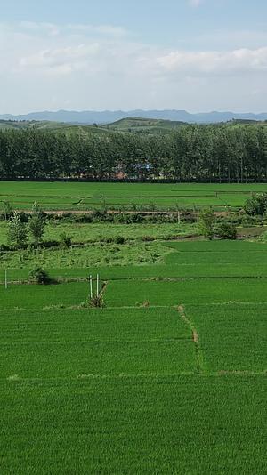 航拍农业种植稻田保护区视频的预览图