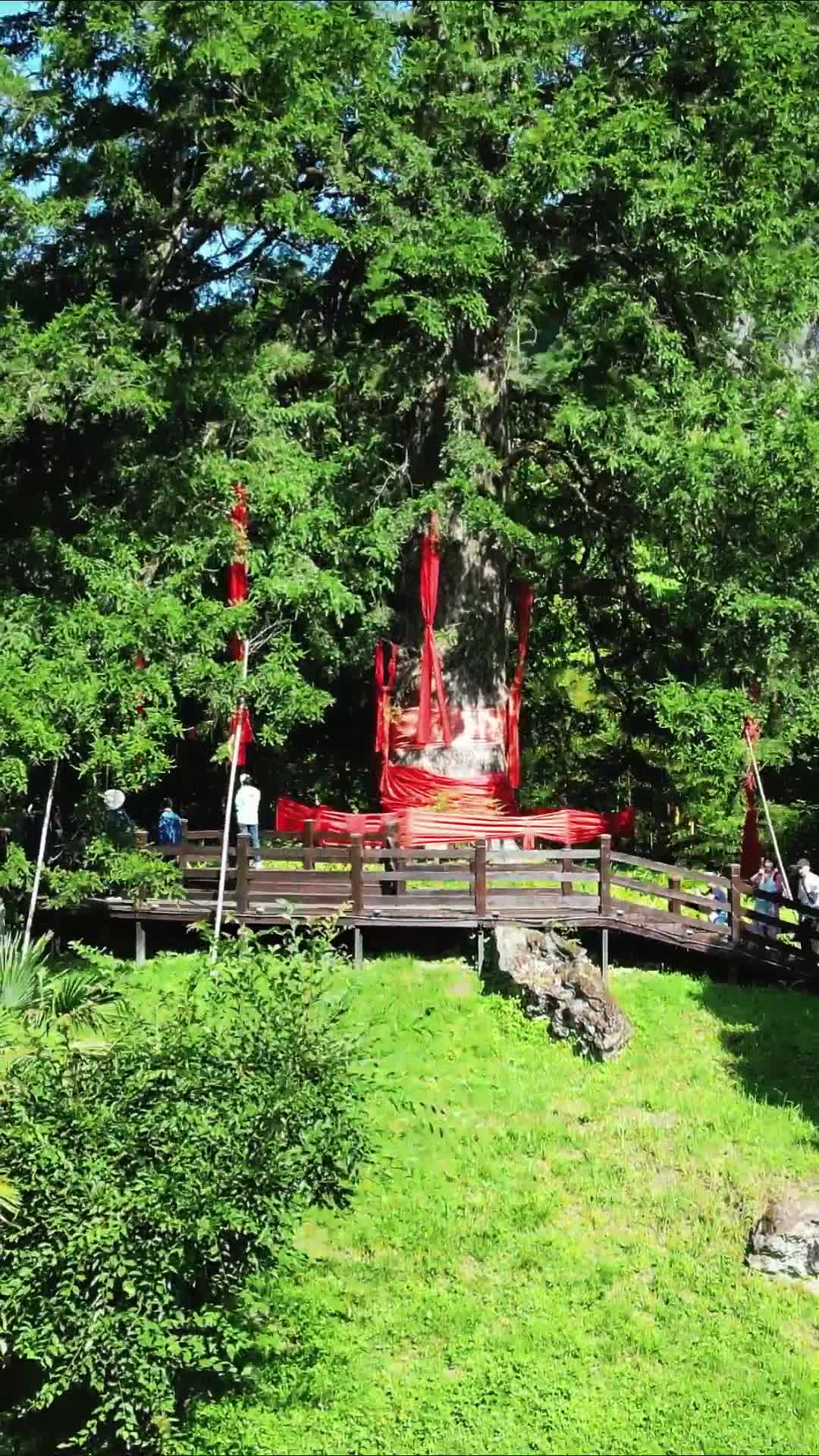 航拍湖北神农架神农坛景区千年杉王视频的预览图