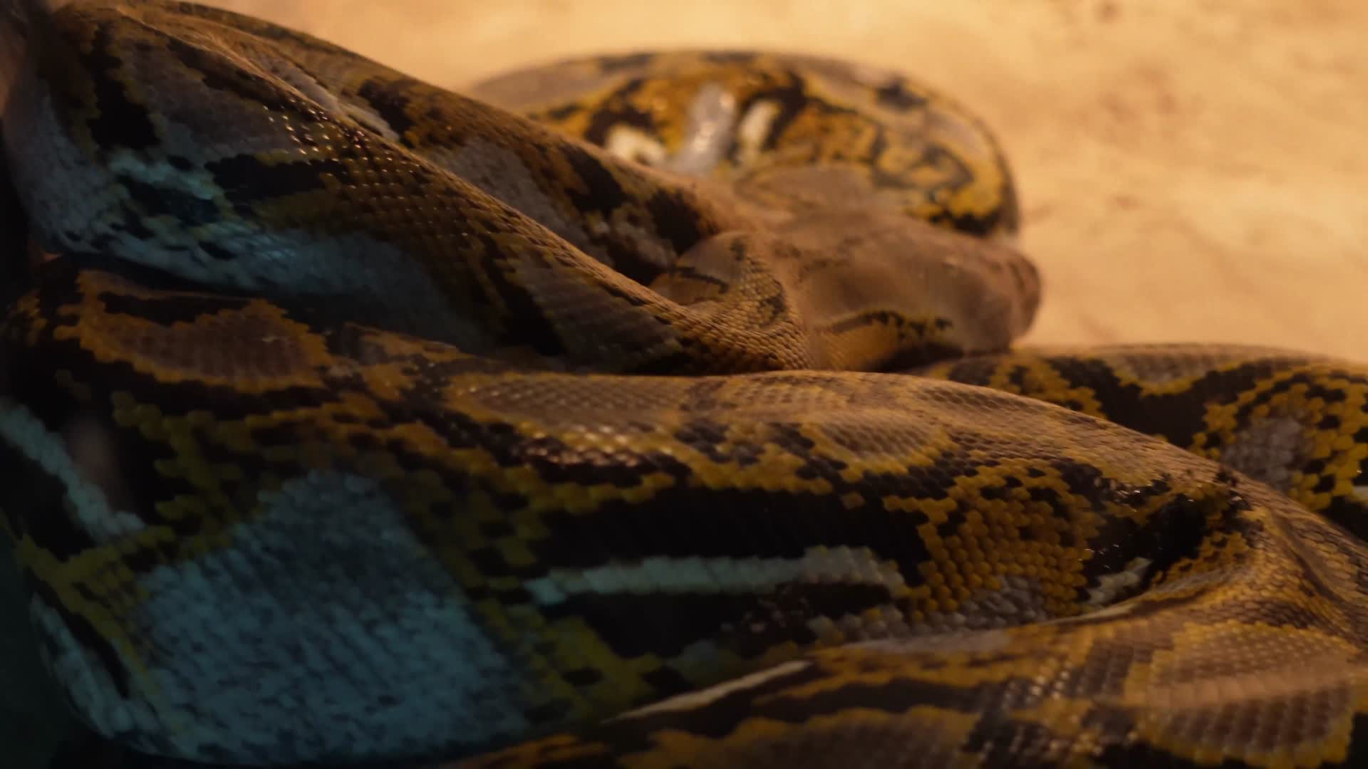 镜头合集丛林蟒蟒蛇舌头蛇皮蛇蜕鳞片特写视频的预览图