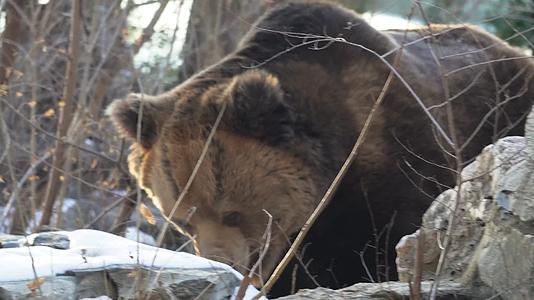 镜头合集棕熊黑熊狗熊野生动物保护动物视频的预览图
