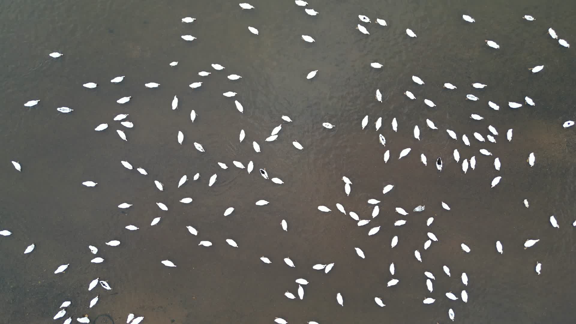 航拍农家散养生态鸭视频的预览图