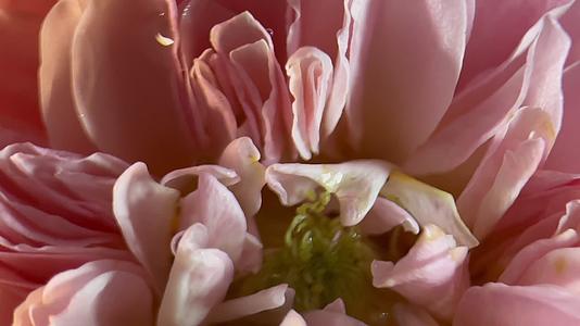 镜头合集鲜花洋牡丹花月季花视频的预览图