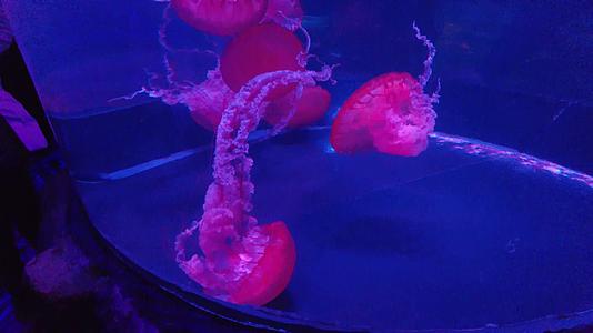 镜头合集水族馆各种水母视频的预览图
