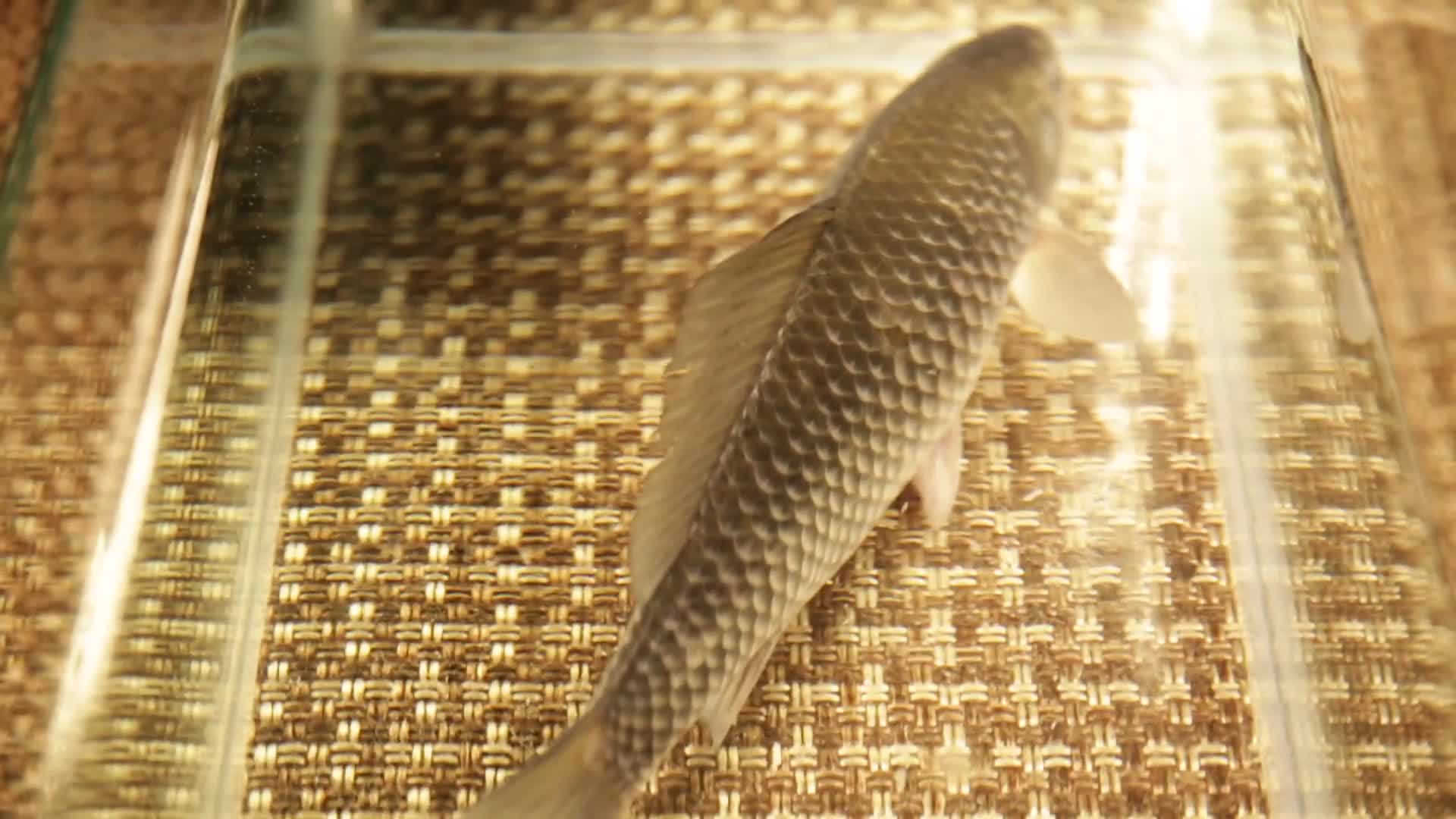 镜头合集透明玻璃缸里的两条鲫鱼视频的预览图