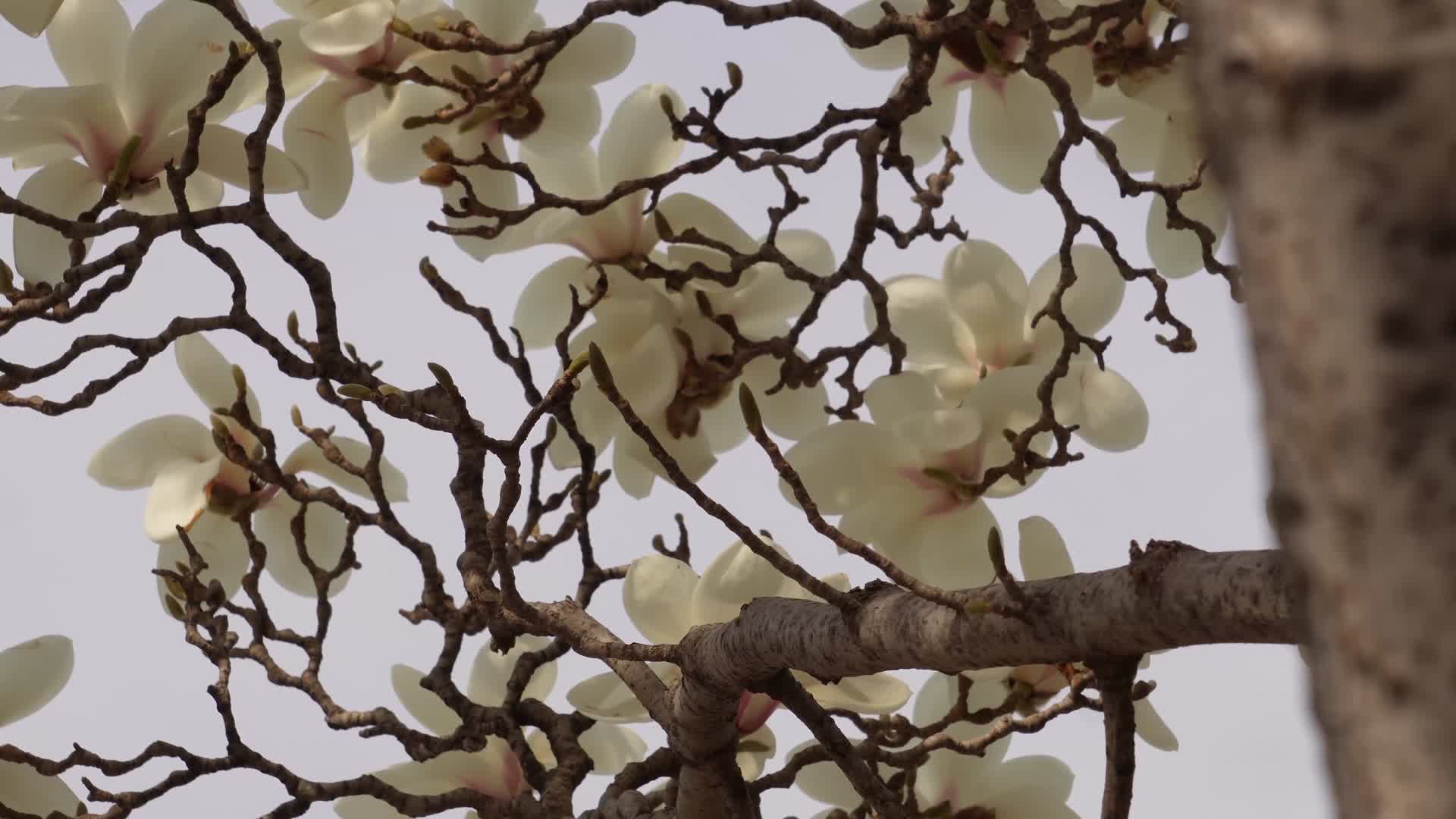 镜头合集盛开的白色玉兰花花瓣花朵视频的预览图