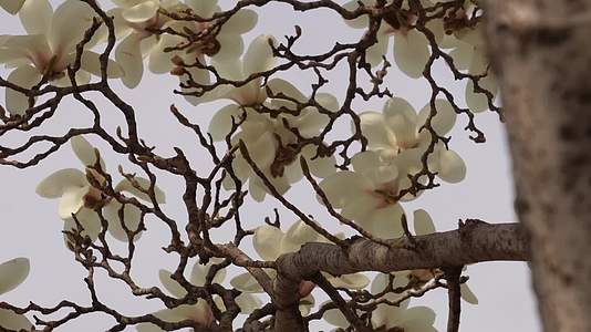 镜头合集盛开的白色玉兰花花瓣花朵视频的预览图