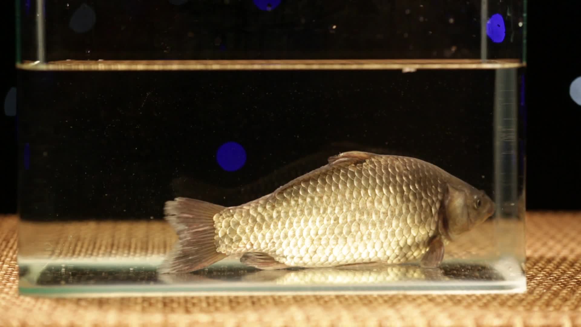 镜头合集鱼缸里游动的鲫鱼视频的预览图