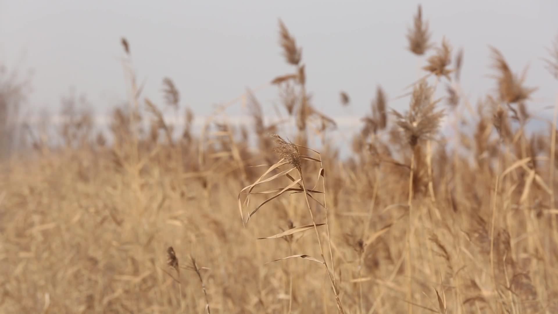 镜头合集天津海河岸边芦苇荡野草视频的预览图