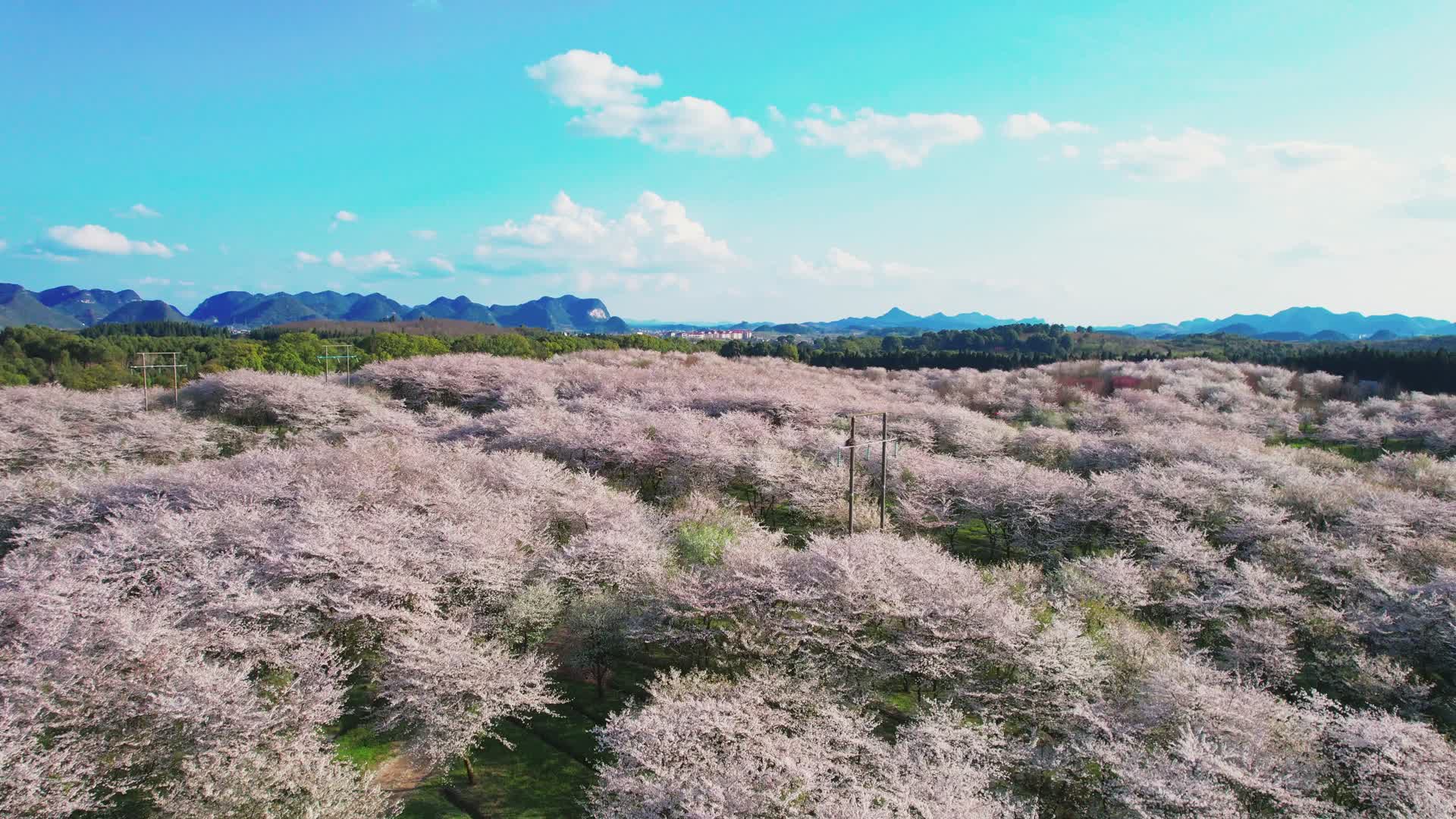 贵州风光樱花航拍视频的预览图