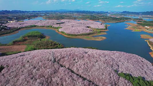 贵州樱花航拍视频的预览图