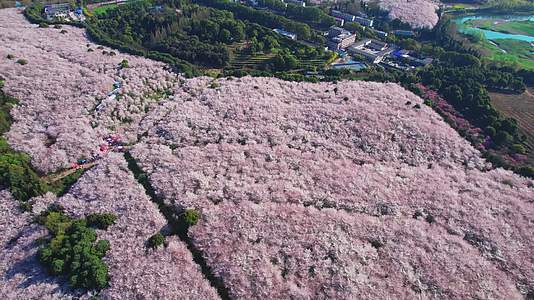 贵州樱花航拍高清实拍视频视频的预览图