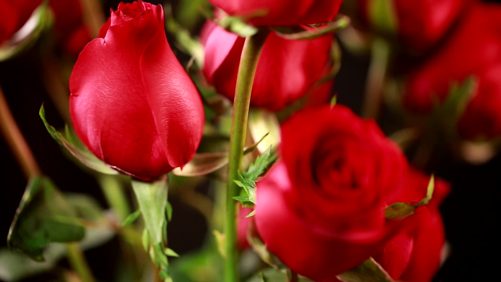 镜头合集家具生活品味装饰爱情表白红玫瑰花视频的预览图