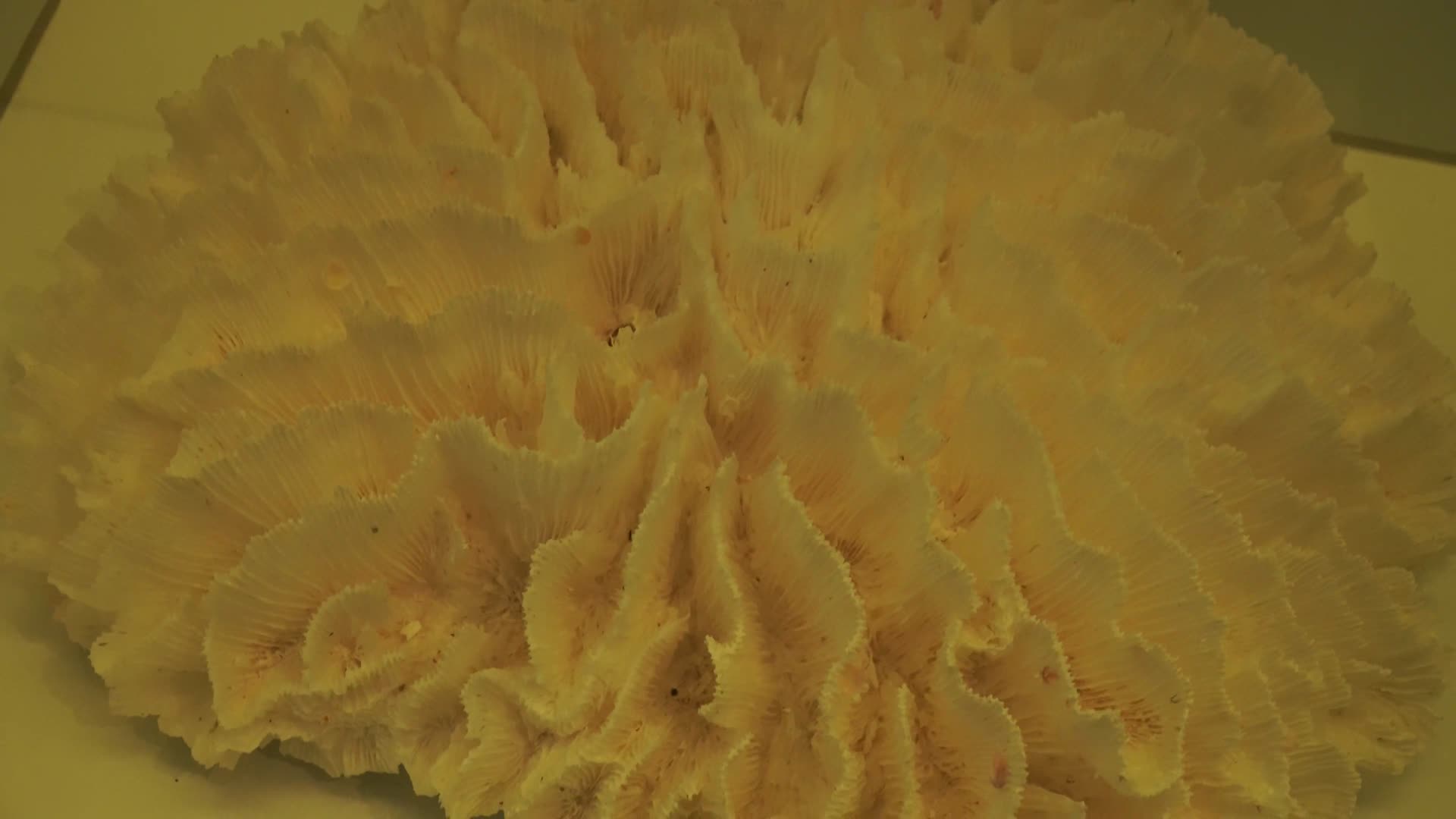 珊瑚石珊瑚礁化石标本视频的预览图
