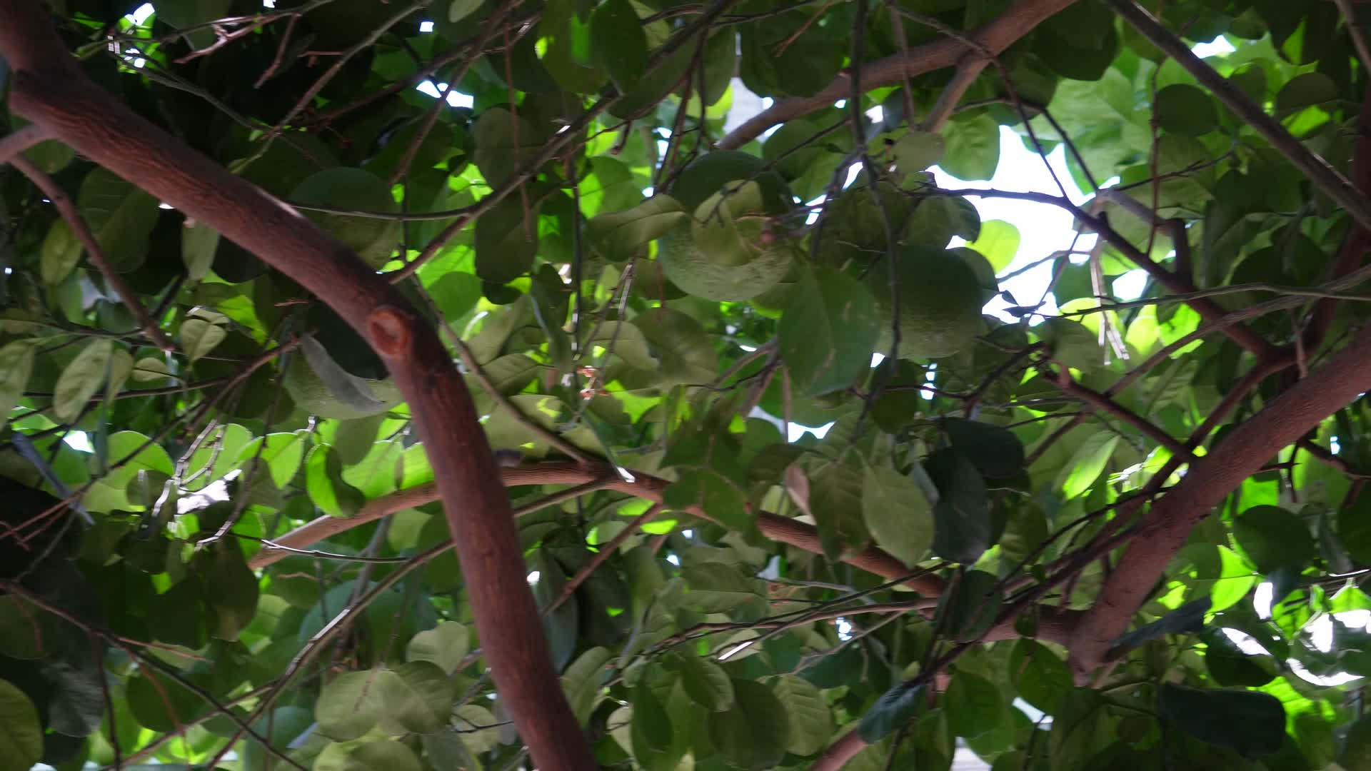 柚子文旦果树果农西柚视频的预览图