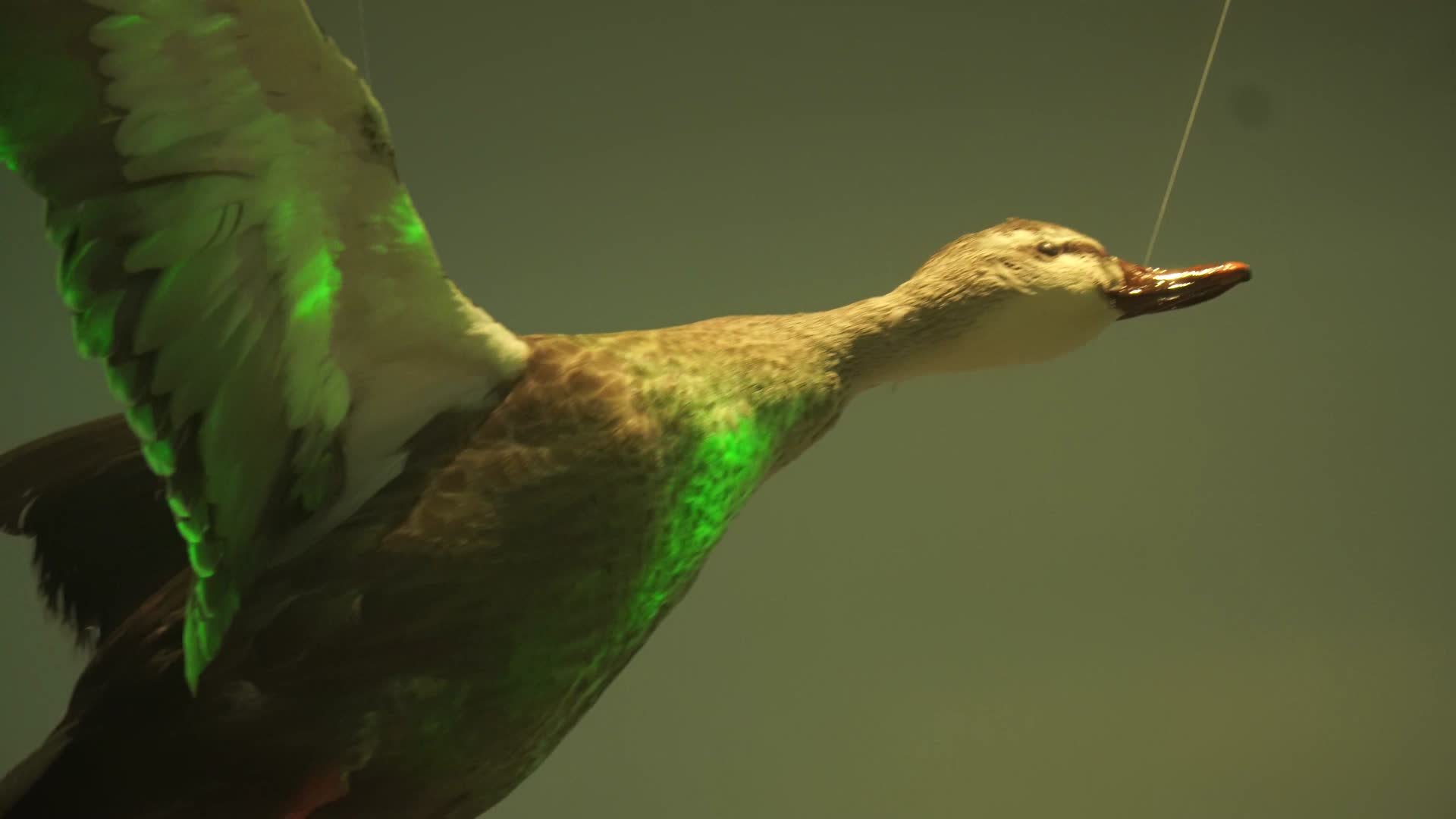 大雁野鸭大自然鸟类水禽标本视频的预览图