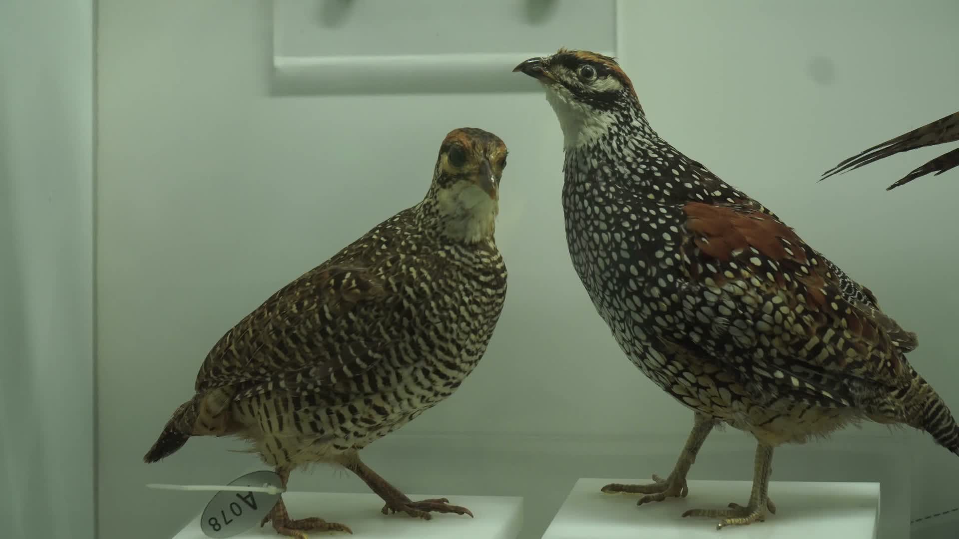 鹧鸪鸽子斑鸠鸟类标本视频的预览图