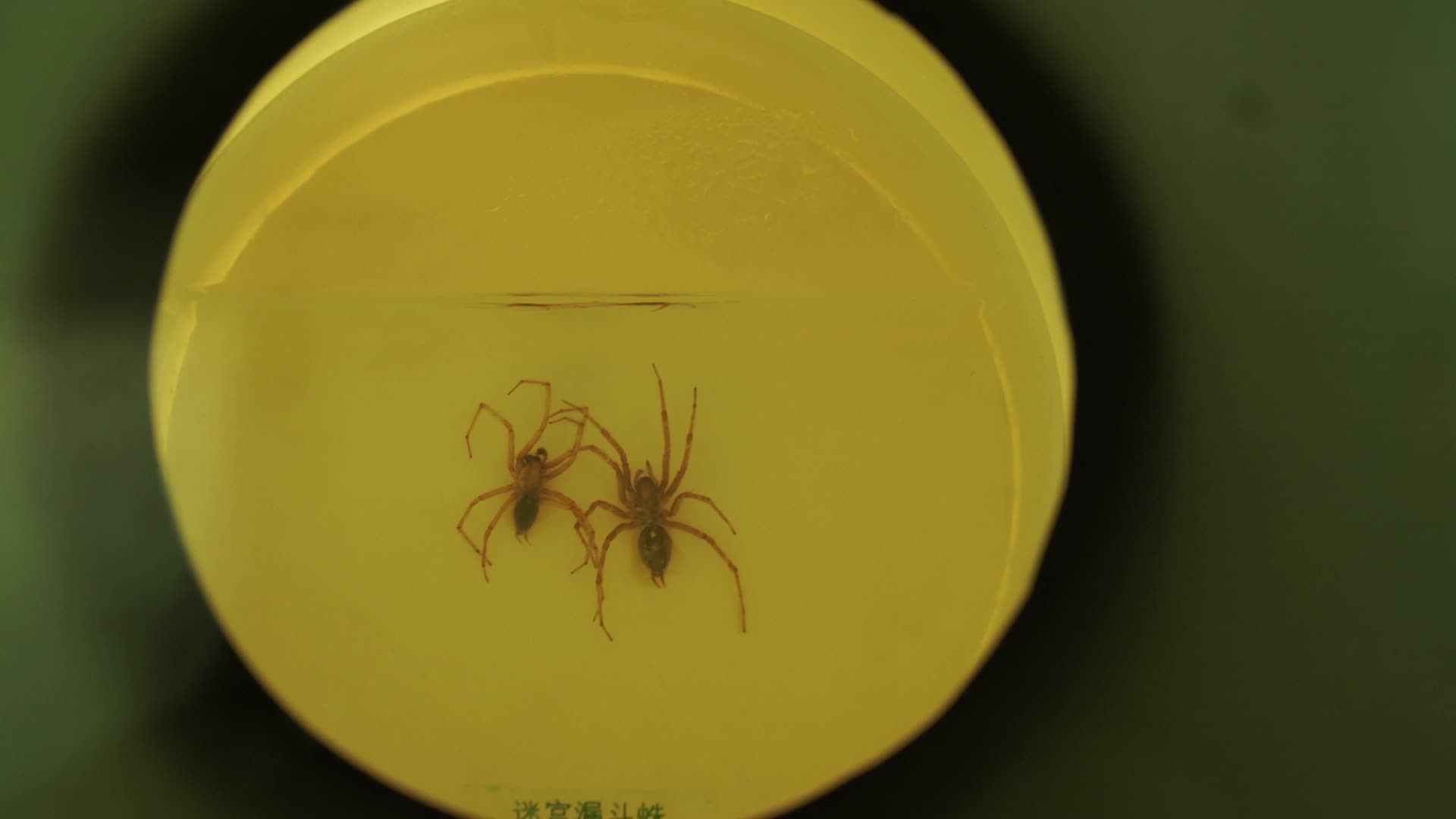 蜘蛛标本模型爬虫昆虫视频的预览图