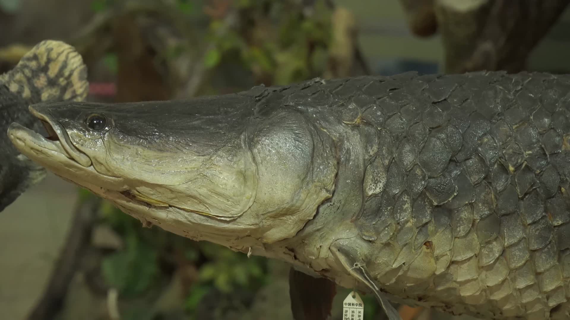 巨骨舌鱼动物鱼类标本视频的预览图