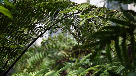 含羞草热带雨林植物园绿色叶子视频的预览图