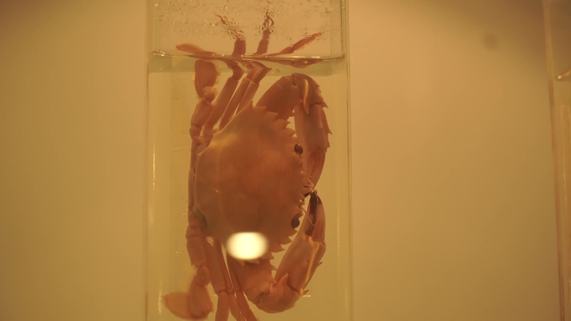 小龙虾螃蟹皮皮虾蛤蜊标本视频的预览图