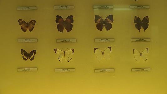 昆虫蝴蝶标本模型视频的预览图