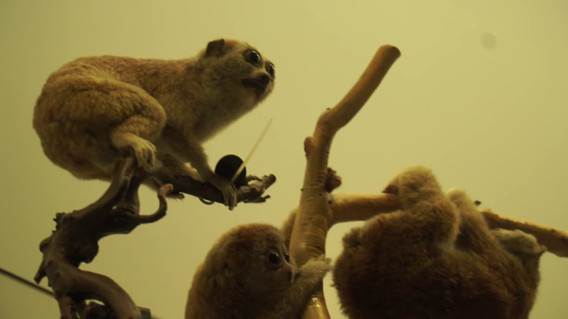 金丝猴狒狒拇指猴动物标本视频的预览图