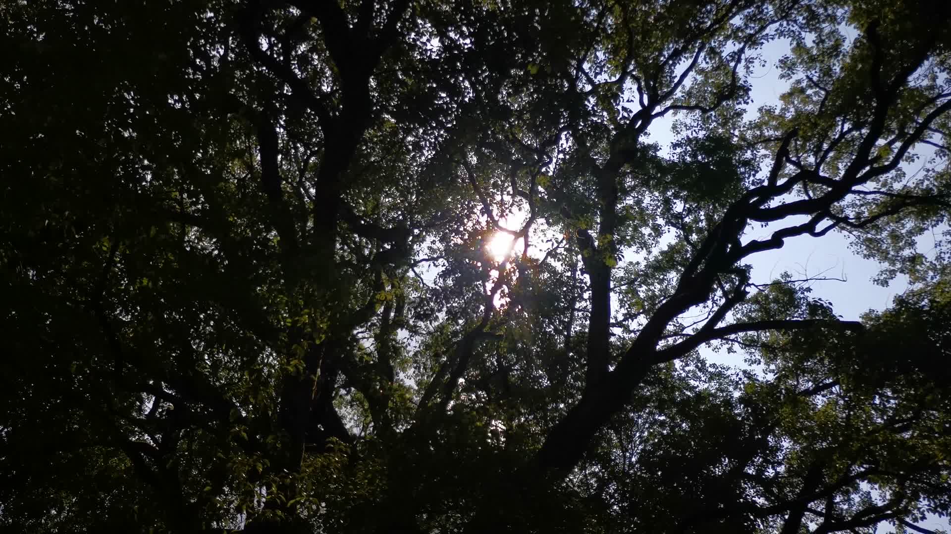 自然风景阳光树枝树叶植物视频的预览图