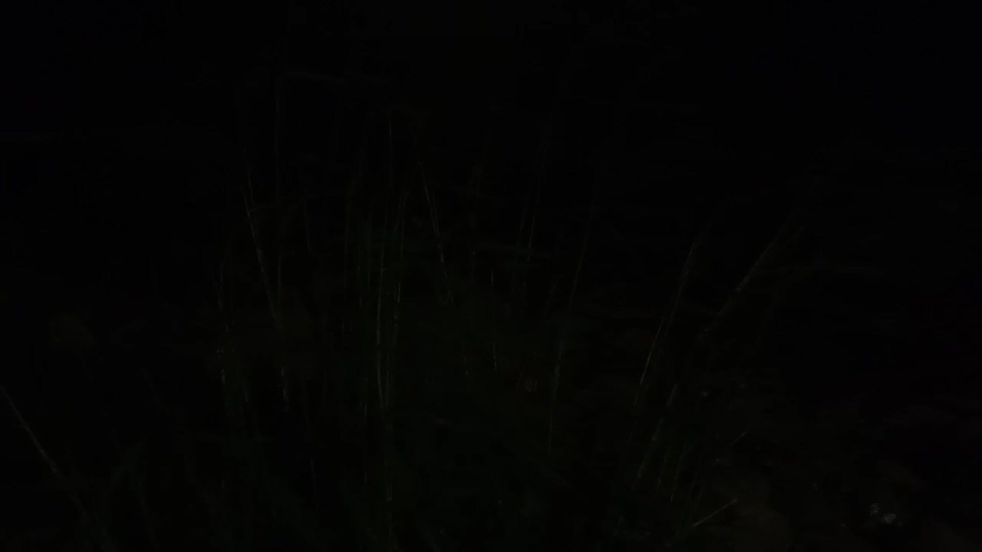 夏日海边的夜晚蛇口的霓虹灯视频的预览图