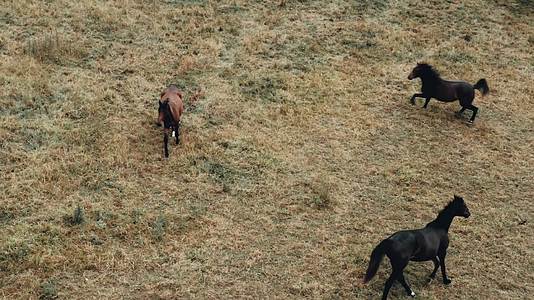 草原上的骏马马匹航拍视频的预览图