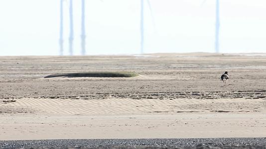炎热夏季河流滩涂上的水鸟视频的预览图