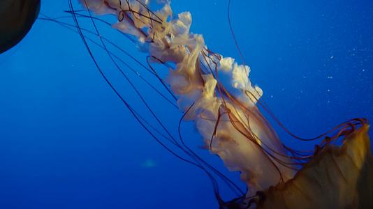 镜头合集特写深海神秘巨型水母海蜇视频的预览图