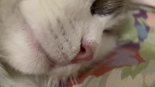 镜头合集猫咪鼻子爪子微距特写视频的预览图