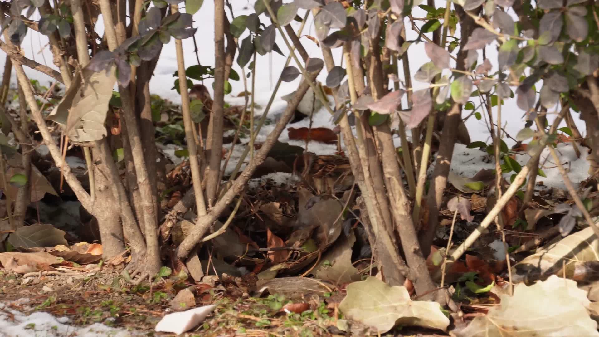 镜头合集寒冷冬季灌木丛里的麻雀鸟类视频的预览图