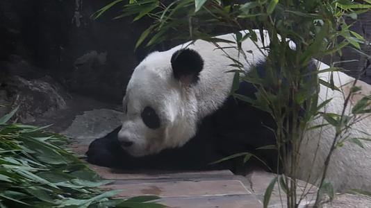 镜头合集一直正在睡觉的大熊猫视频的预览图