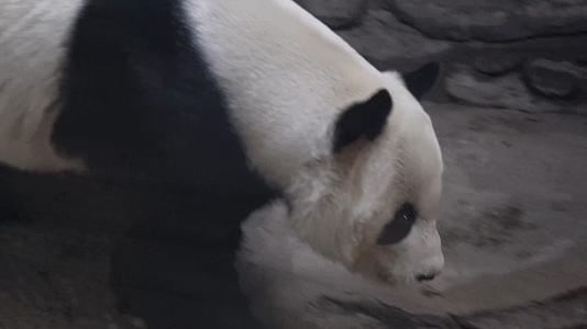 镜头合集游客参观动物园里的大熊猫视频的预览图
