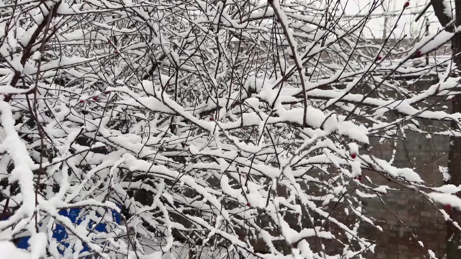 镜头合集树枝上的积雪雪松落雪视频的预览图