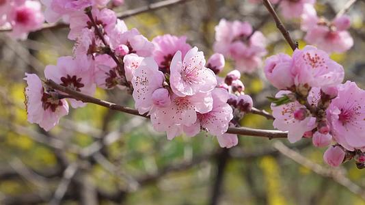 镜头合集植物园桃花粉色花朵鲜花视频的预览图